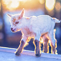 Little Baby Goat Sunset